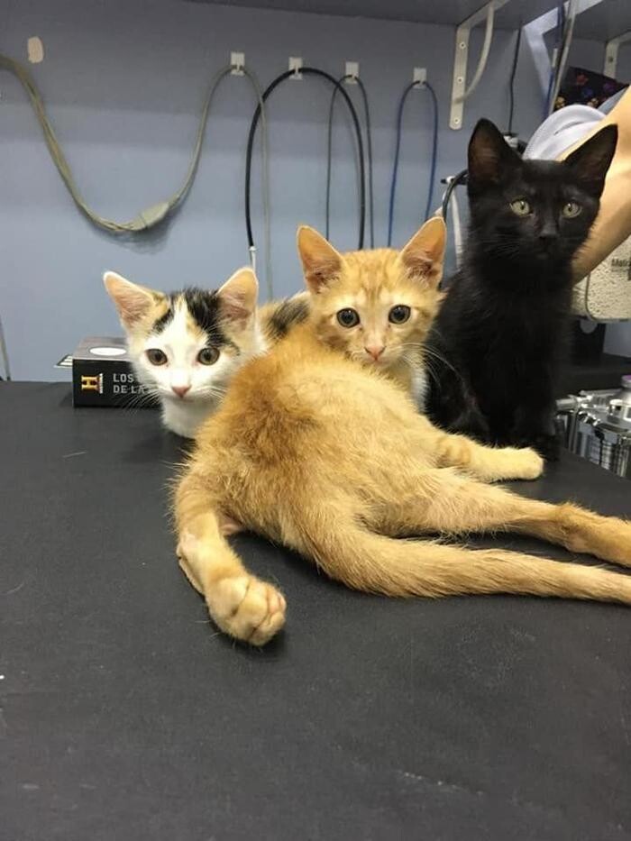 Images Clínica Veterinaria Mahes