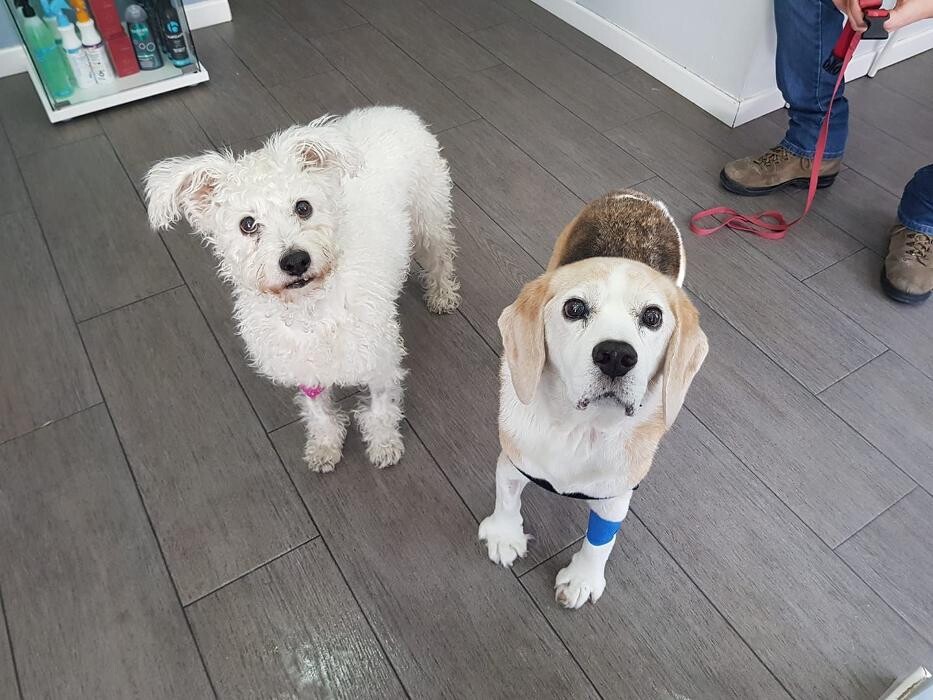 Images Clínica Veterinaria Mahes