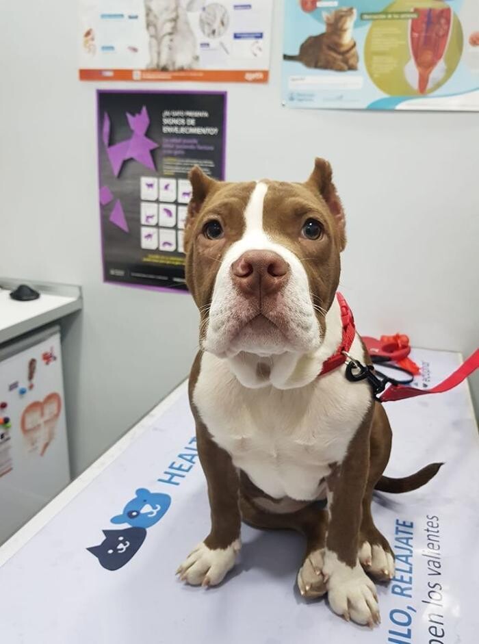 Images Clínica Veterinaria Mahes