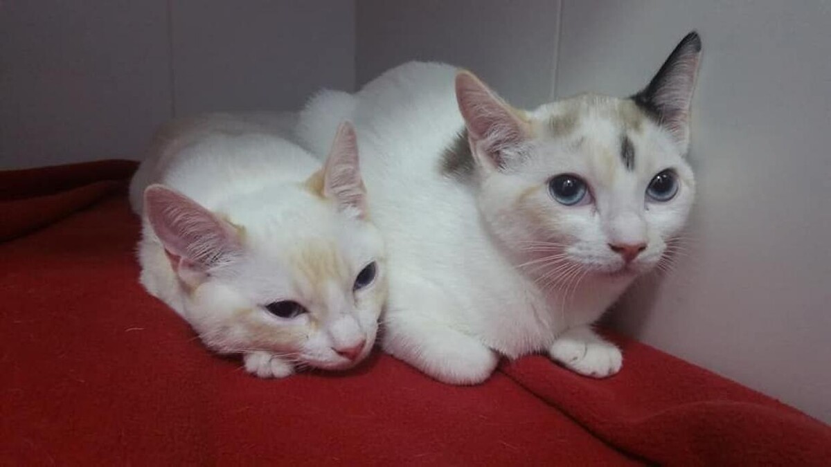 Images Clínica Veterinaria Mahes