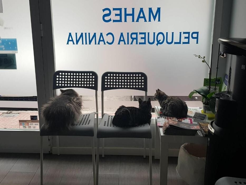 Images Clínica Veterinaria Mahes