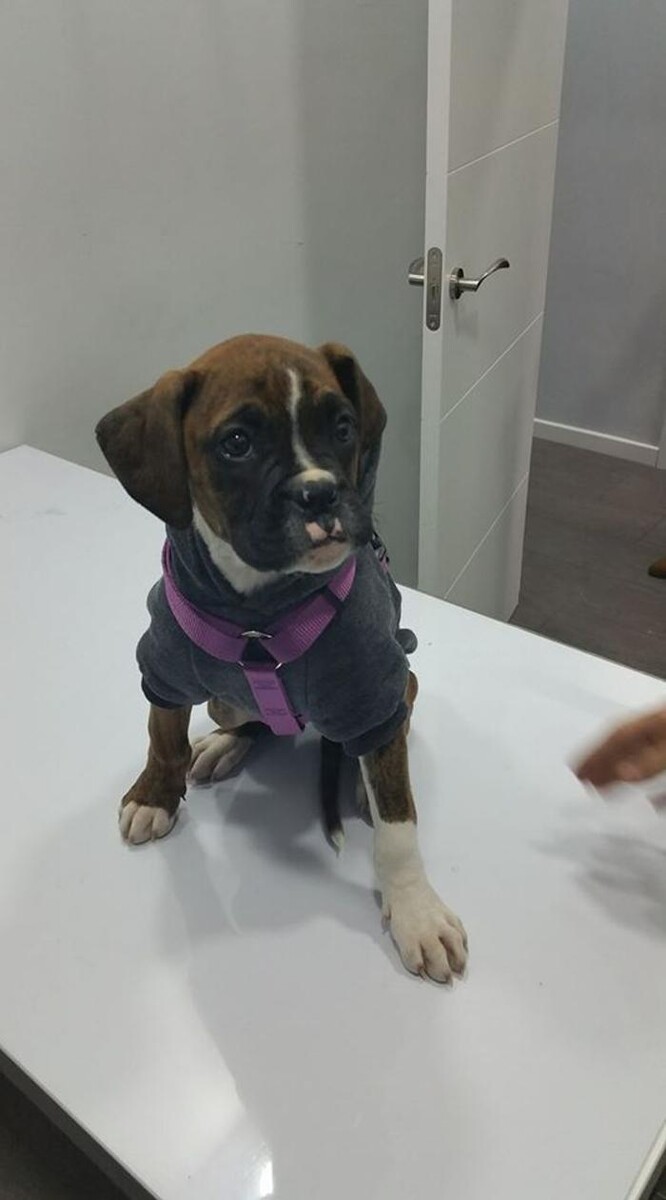 Images Clínica Veterinaria Mahes