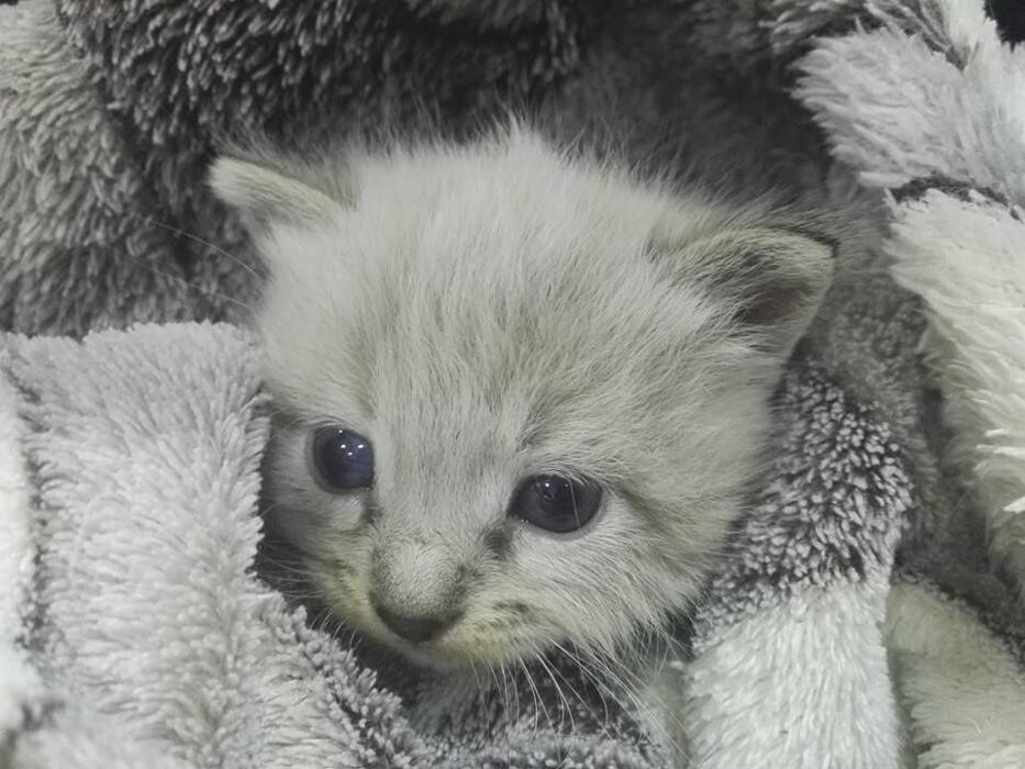 Images Clínica Veterinaria Mahes