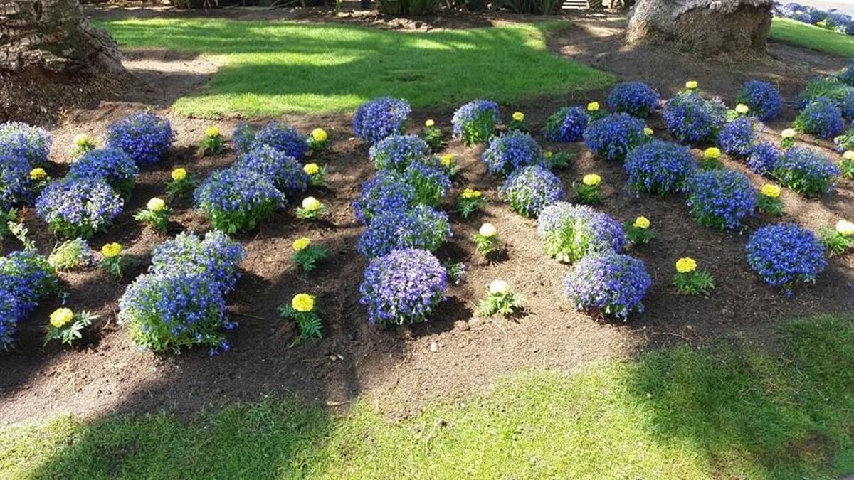 Images Jardinería Bordera