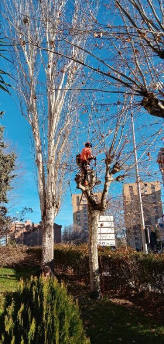 Images Podas y Talas La Ardilla