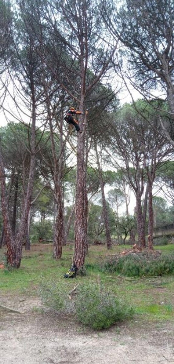 Images Podas y Talas La Ardilla