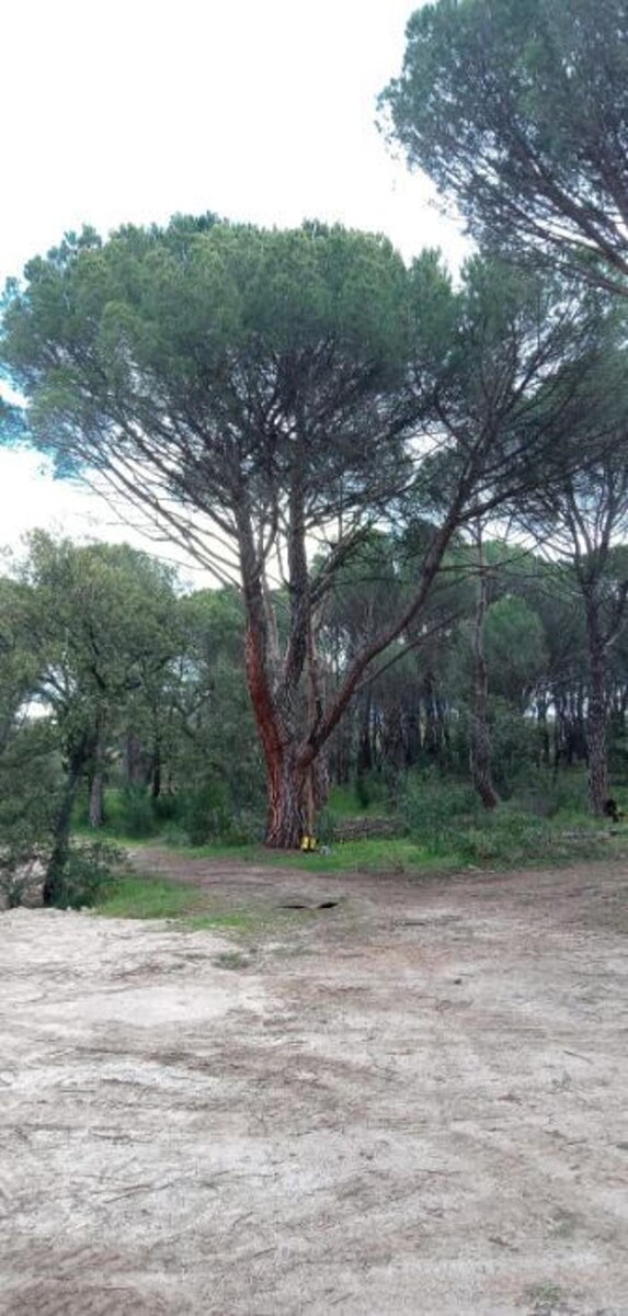 Images Podas y Talas La Ardilla