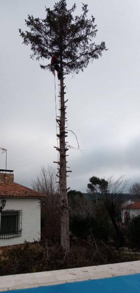 Images Podas y Talas La Ardilla