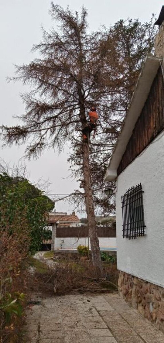 Images Podas y Talas La Ardilla