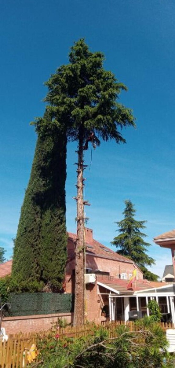 Images Podas y Talas La Ardilla