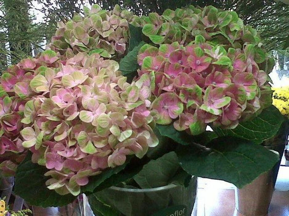 Images Greenflor
