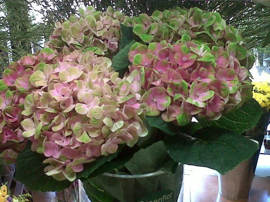 Images Greenflor