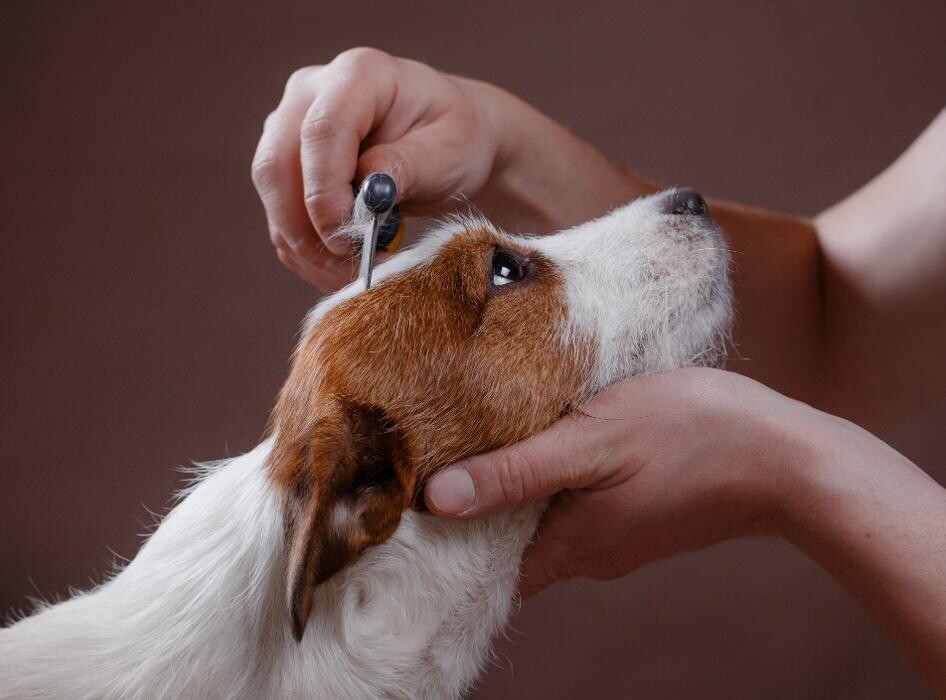 Images Doctoras Vet Clínica Veterinaria