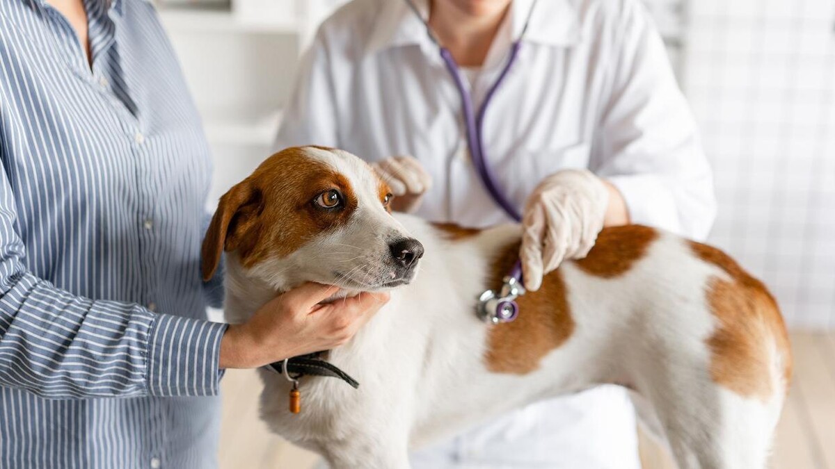Images Doctoras Vet Clínica Veterinaria