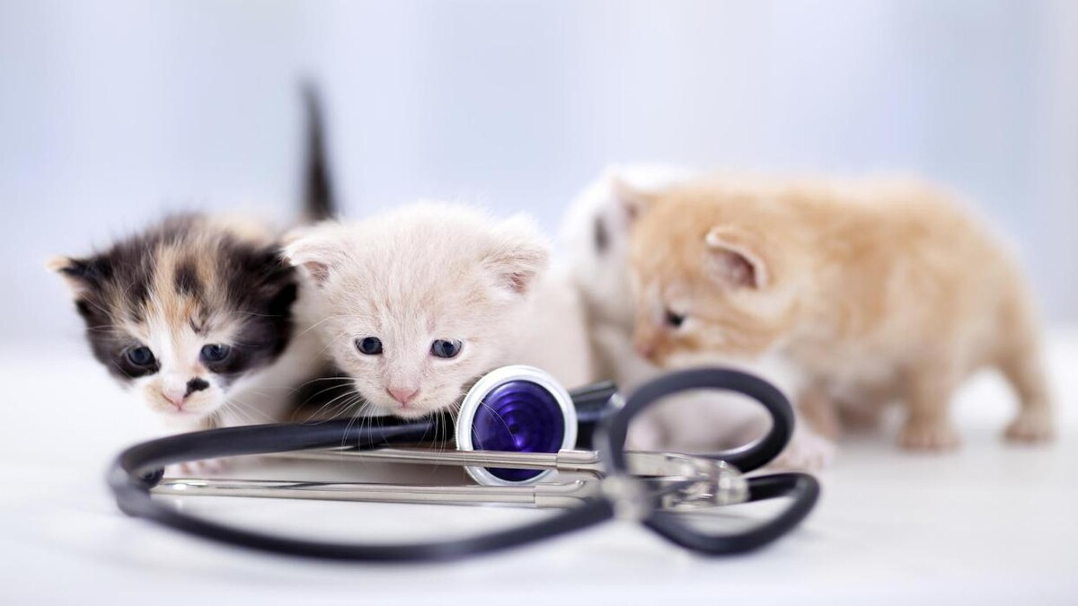 Images Veterinario Alcorcón