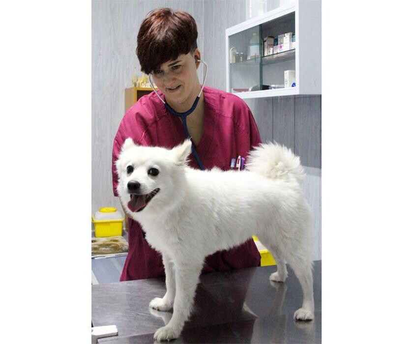 Images Veterinario Alcorcón