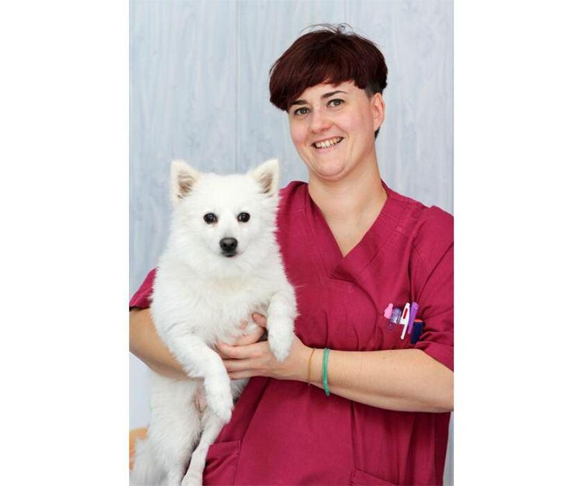 Images Veterinario Alcorcón