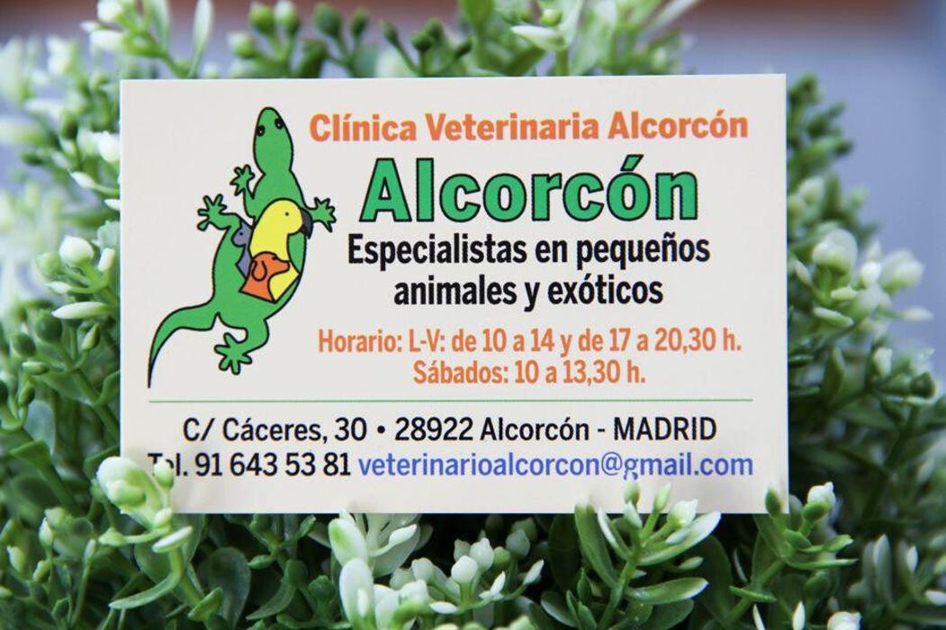 Images Veterinario Alcorcón