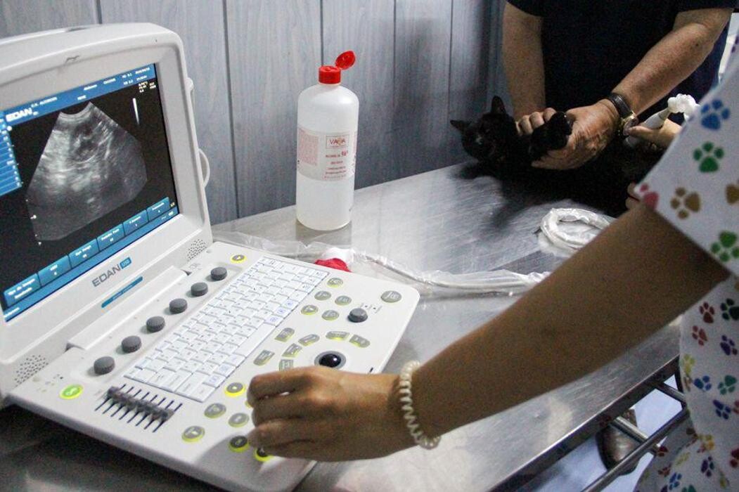 Images Veterinario Alcorcón
