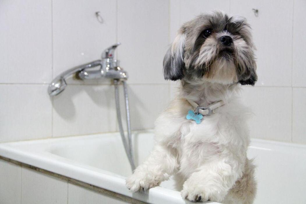 Images Veterinario Alcorcón
