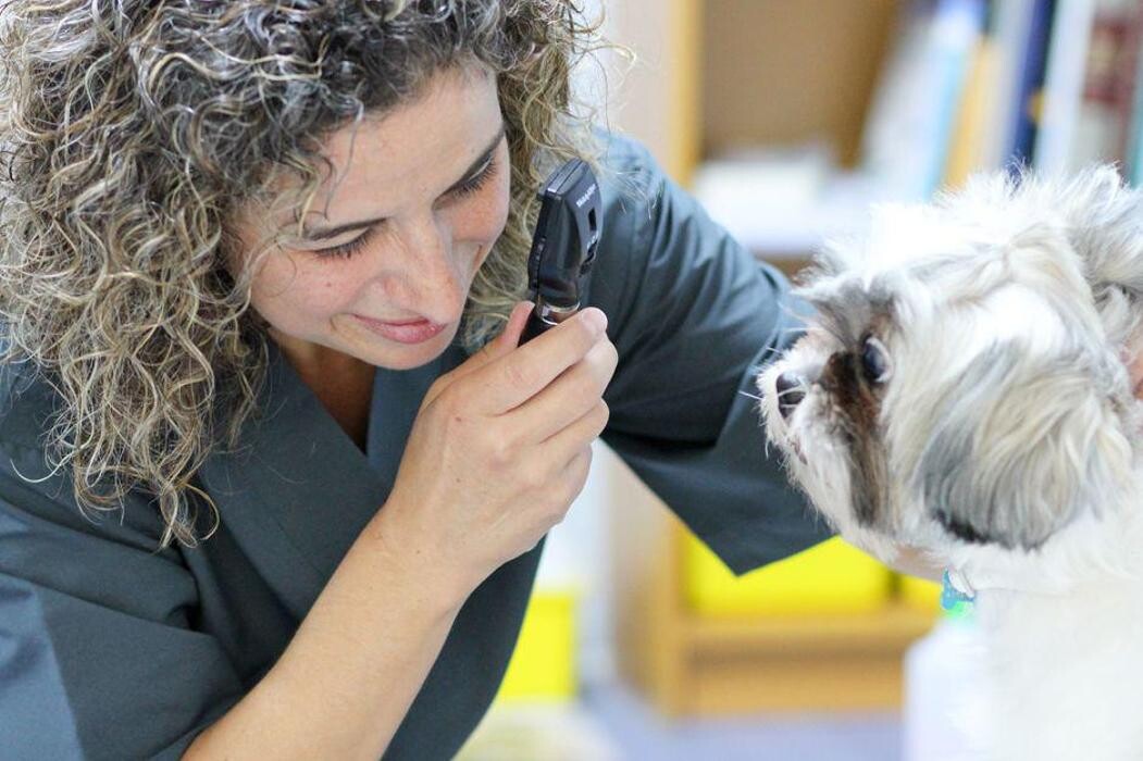 Images Veterinario Alcorcón
