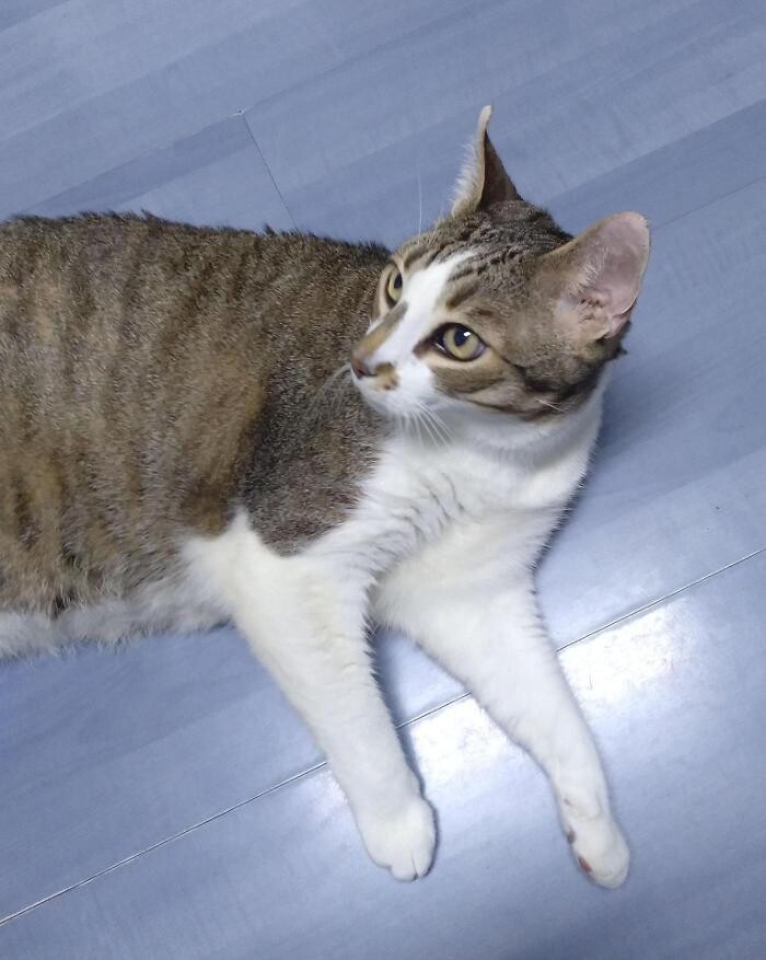 Images Veterinario Alcorcón