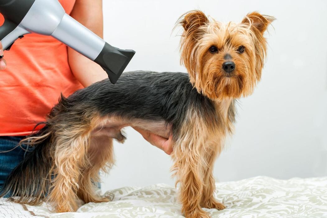 Images Veterinario Alcorcón