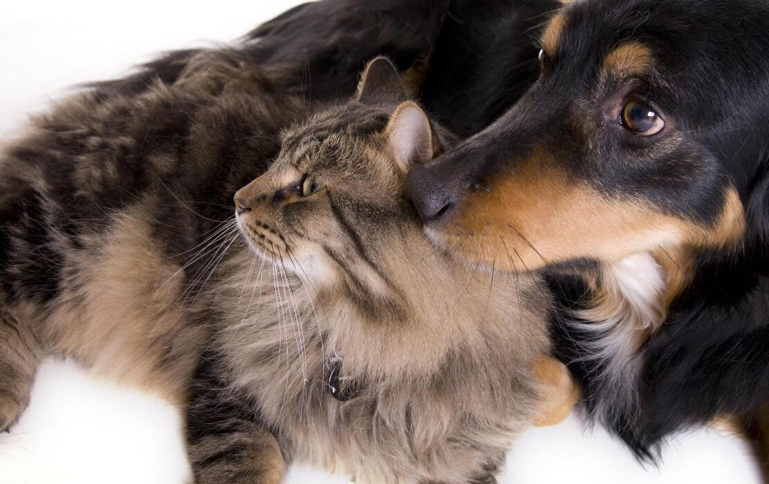 Images Veterinario Alcorcón