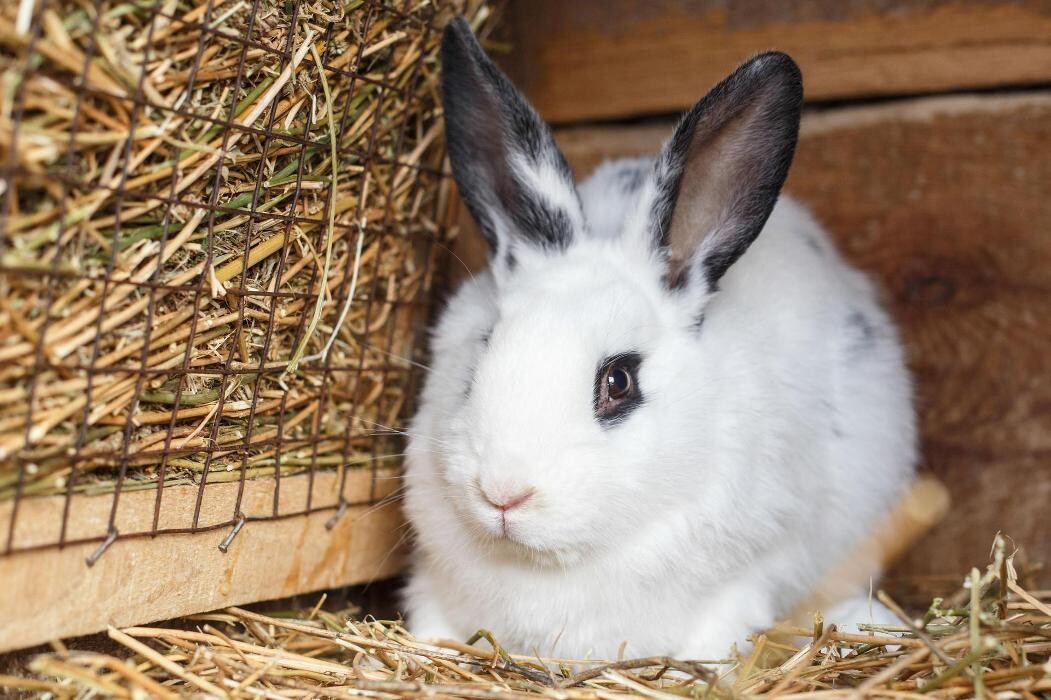 Images Veterinario Alcorcón