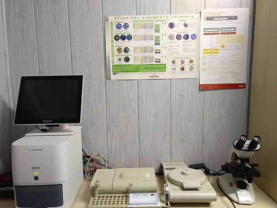 Images Veterinario Alcorcón