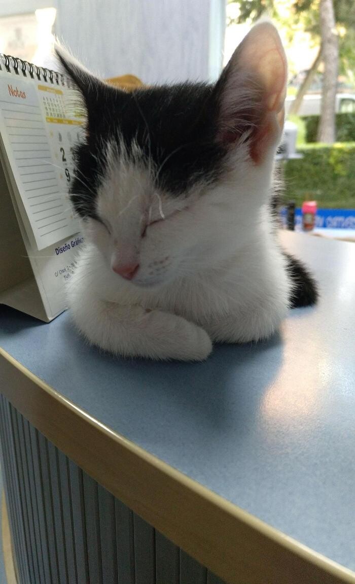 Images Veterinario Alcorcón