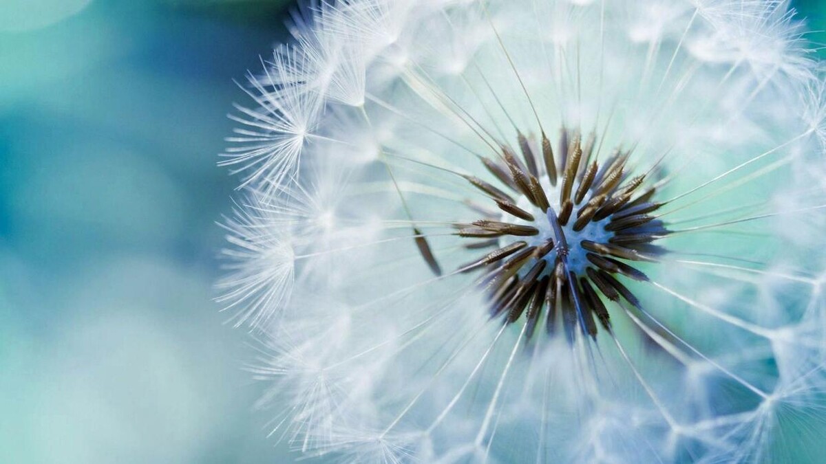 Images Terapia Gestalt Integrativa