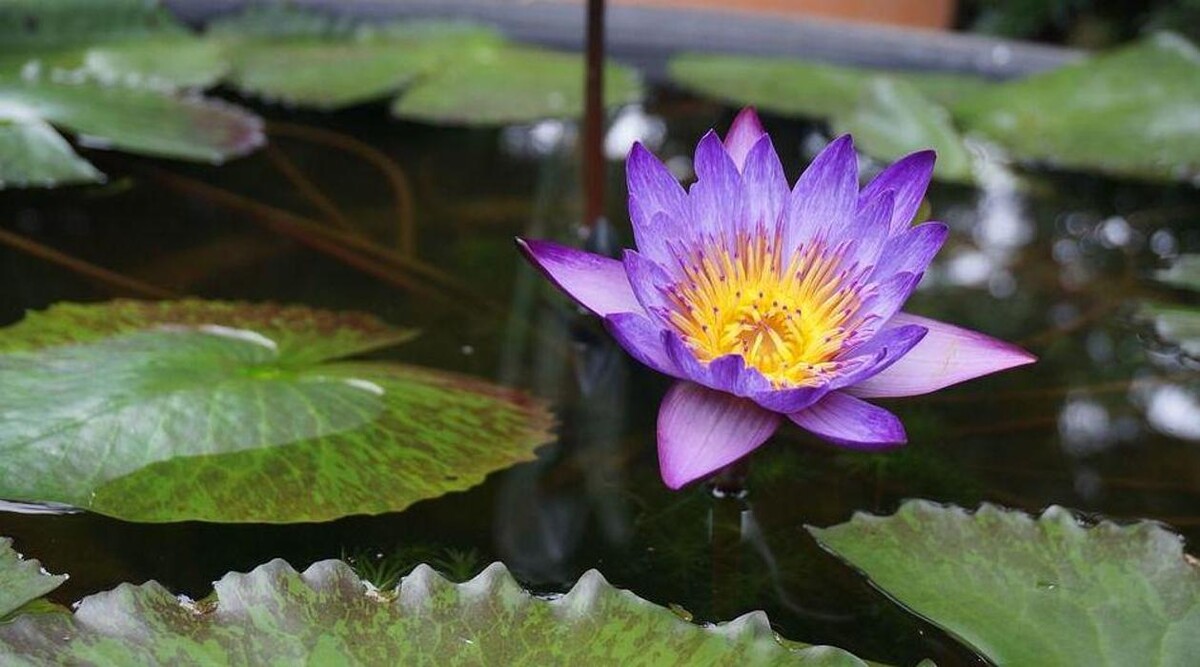 Images Terapia Gestalt Integrativa