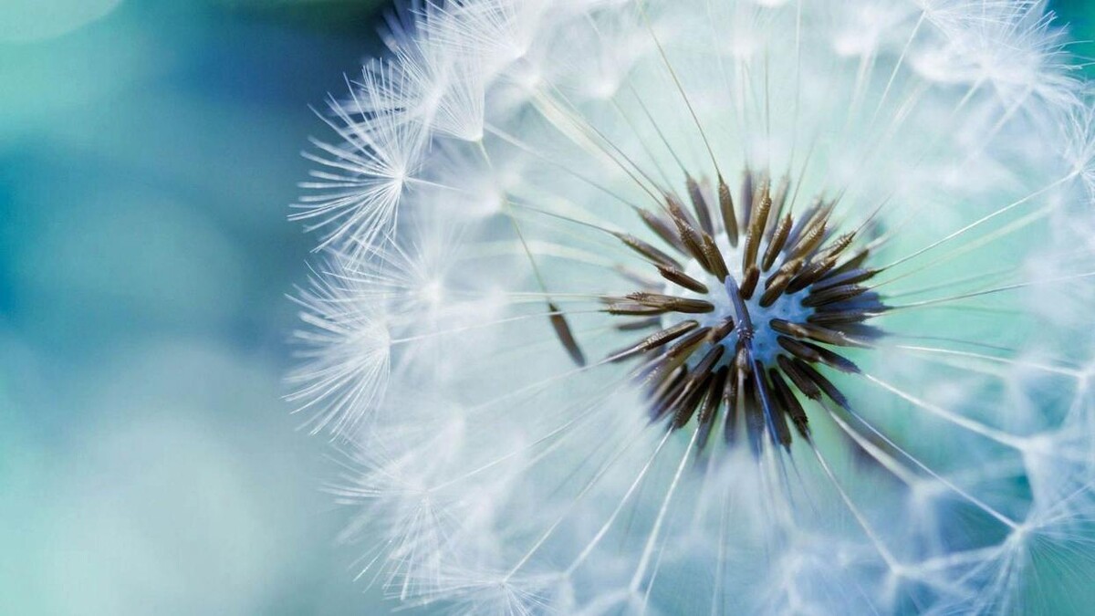 Images Terapia Gestalt Integrativa