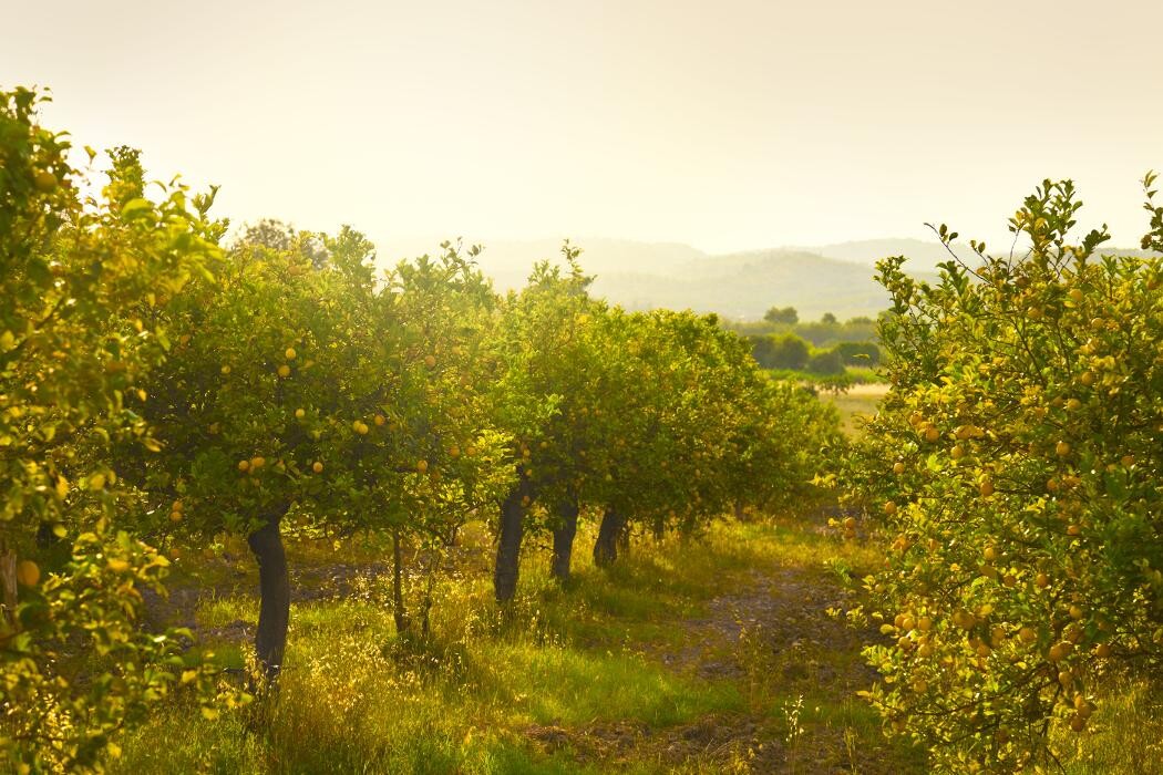 Images Agro Neira