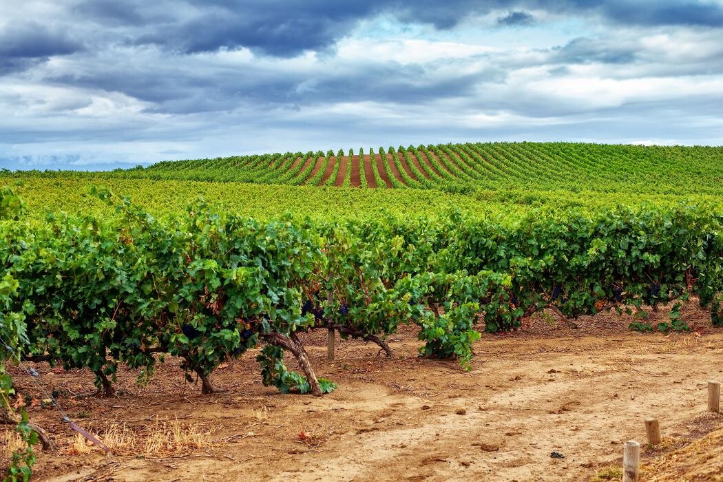 Images Agro Neira