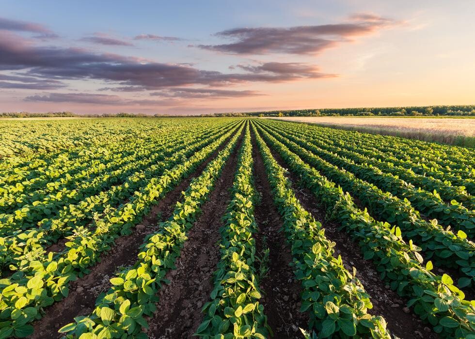 Images Agro Neira
