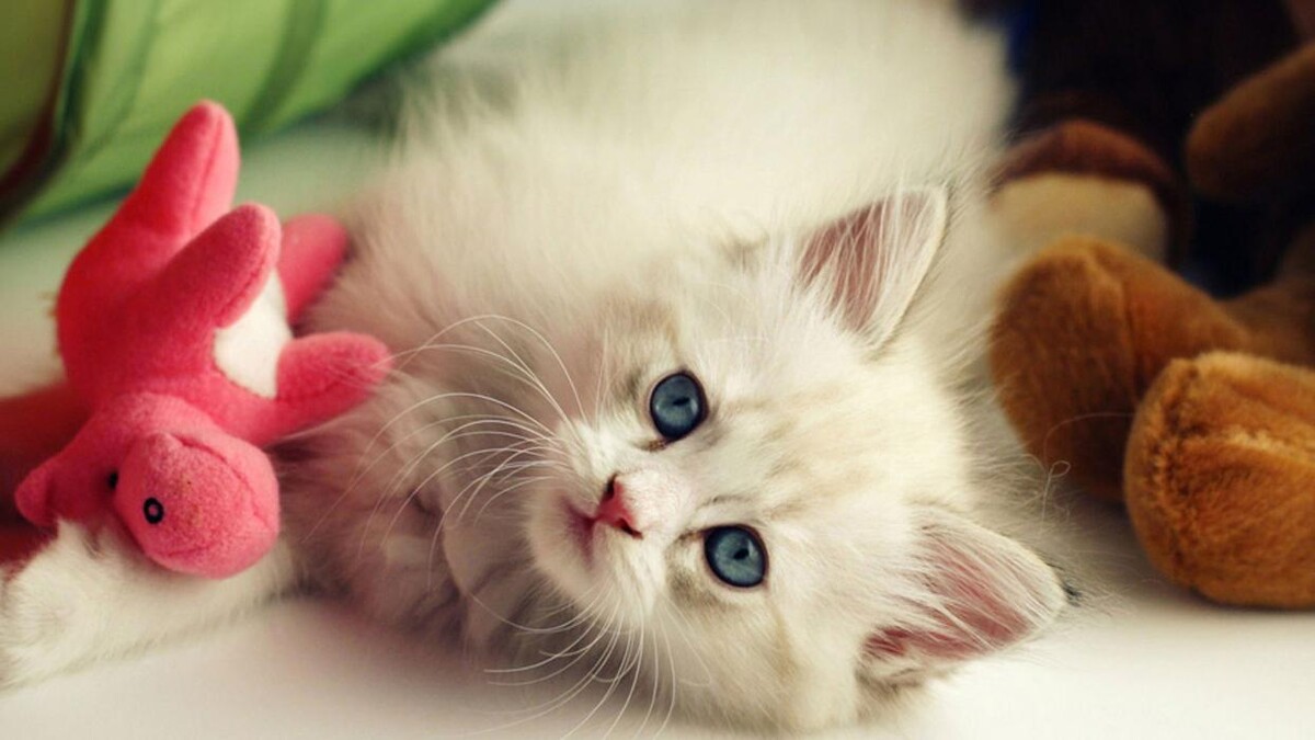 Images CLÍNICA VETERINARIA DEL VAL