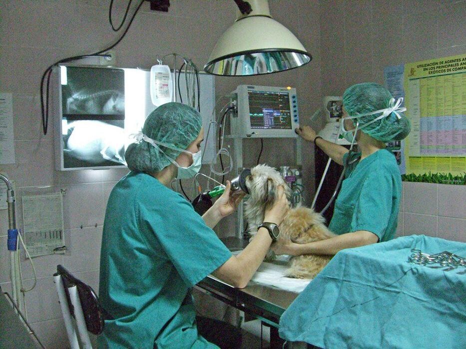 Images CLÍNICA VETERINARIA DEL VAL