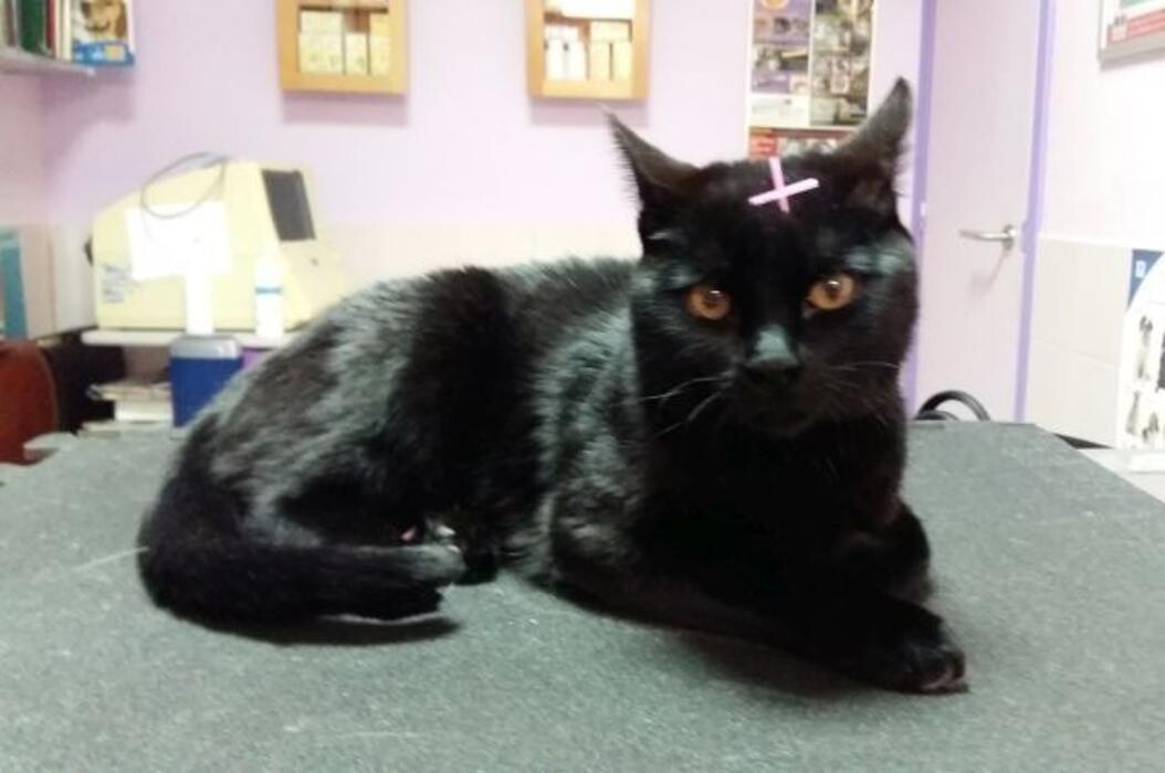 Images CLÍNICA VETERINARIA DEL VAL