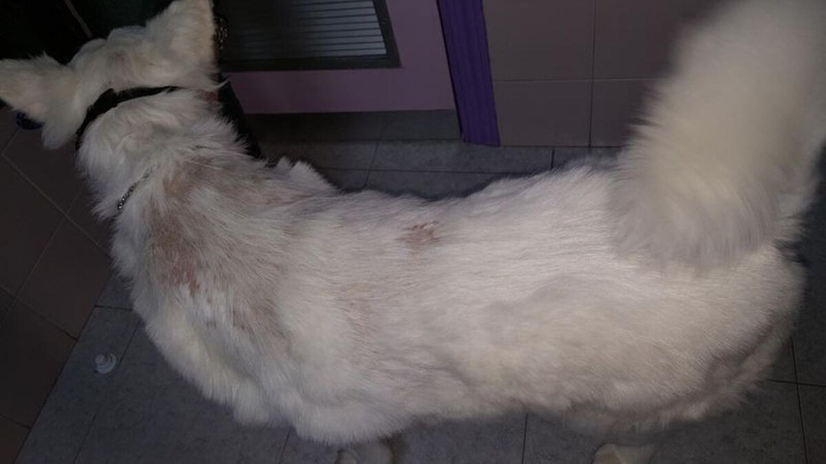 Images CLÍNICA VETERINARIA DEL VAL