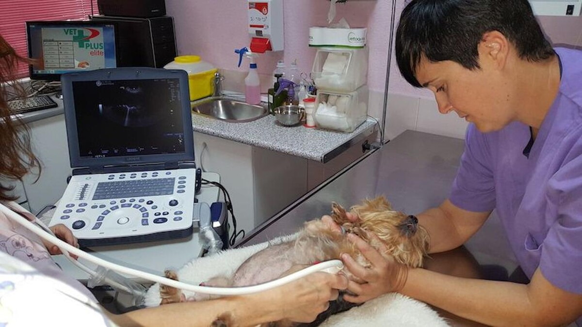 Images CLÍNICA VETERINARIA DEL VAL