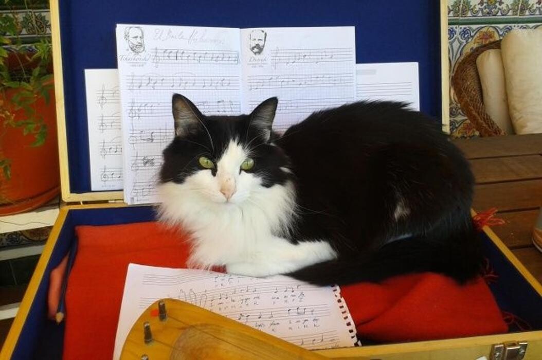 Images CLÍNICA VETERINARIA DEL VAL