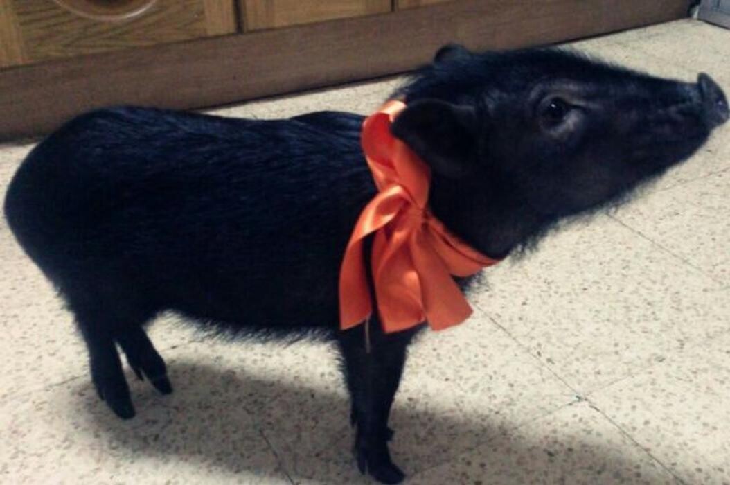 Images CLÍNICA VETERINARIA DEL VAL