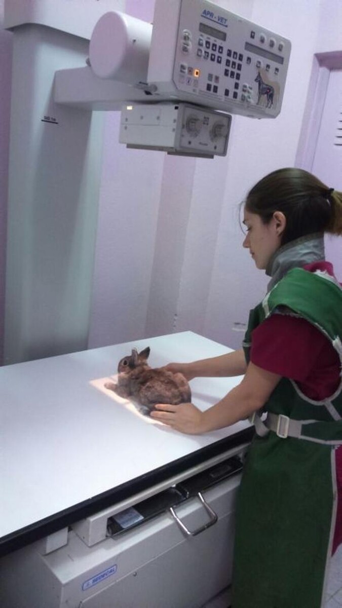 Images CLÍNICA VETERINARIA DEL VAL