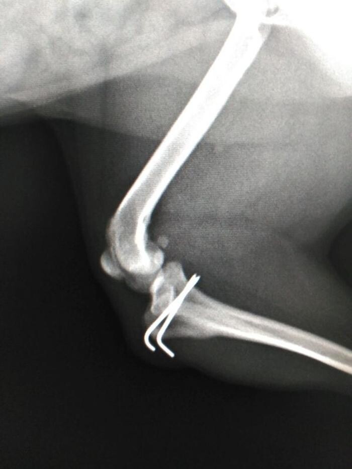 Images CLÍNICA VETERINARIA DEL VAL