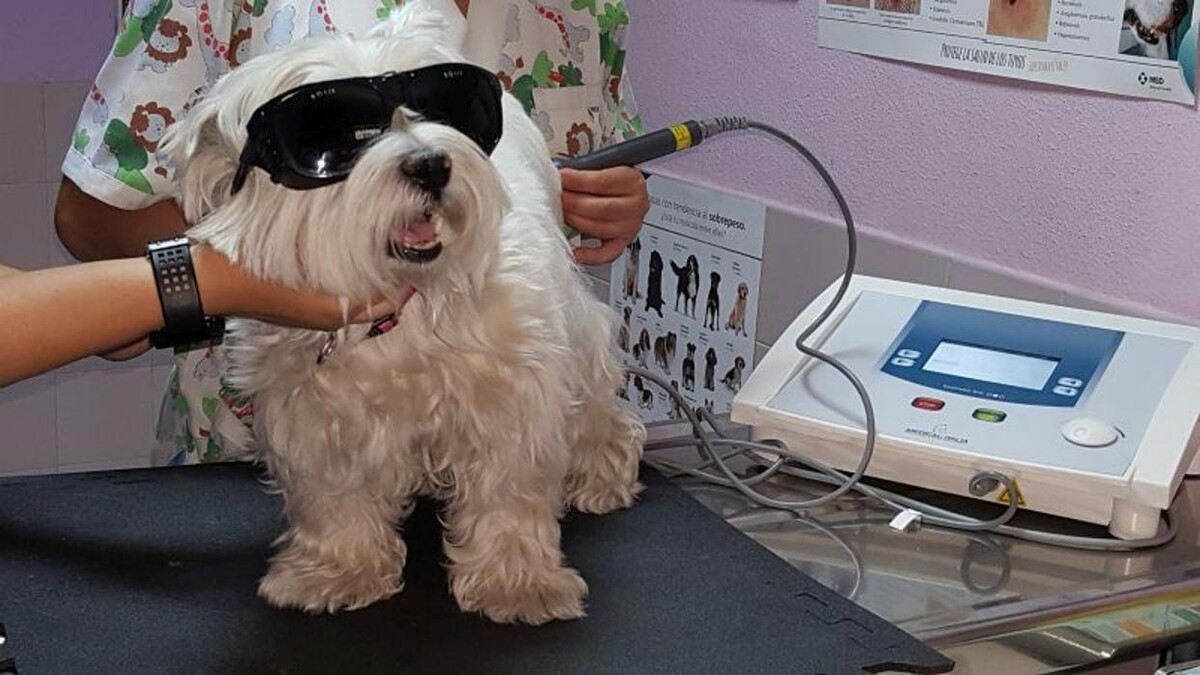 Images CLÍNICA VETERINARIA DEL VAL