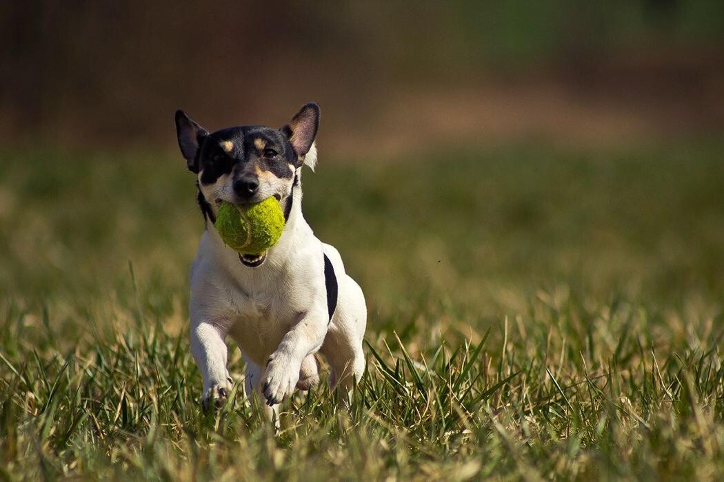 Images CLÍNICA VETERINARIA DEL VAL