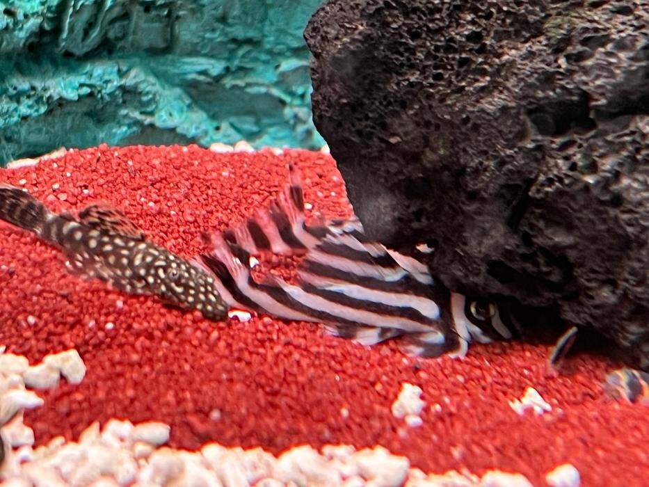 Images Aquasalvaje