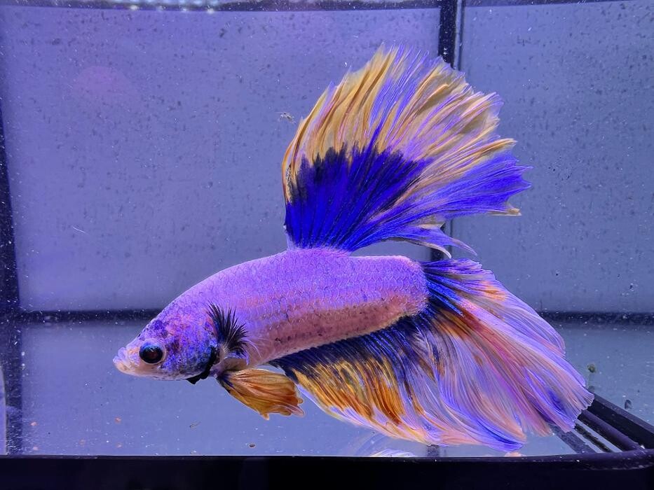 Images Aquasalvaje